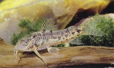 Aspidoras sp. C36.jpg